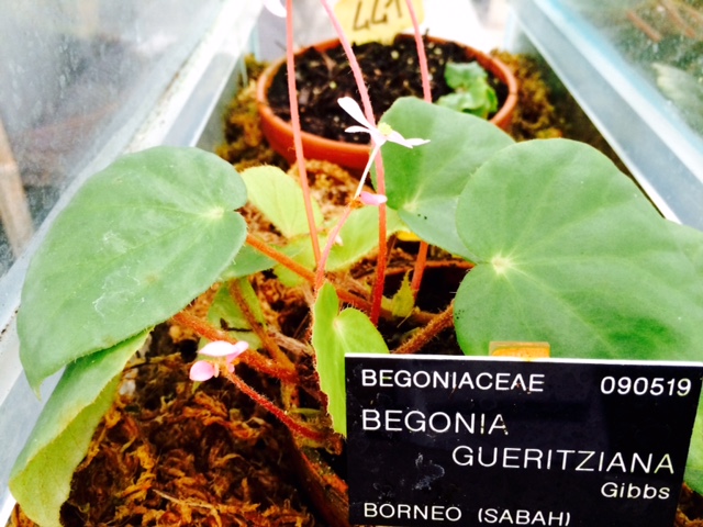 B. gueritziana